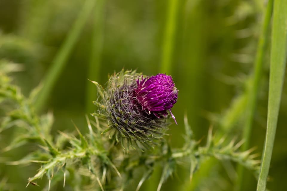 milk thistle benefits